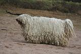 KOMONDOR 102